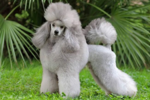 Pudlica - kovrčav prijatelj čovjeka Pudlica - kovrčav prijatelj čovjeka